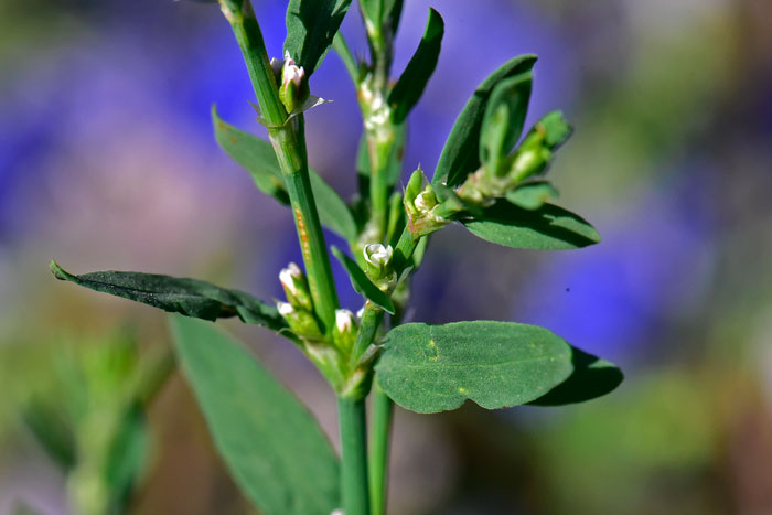 Polygonum argyrocoleon, Silversheath Knotweed